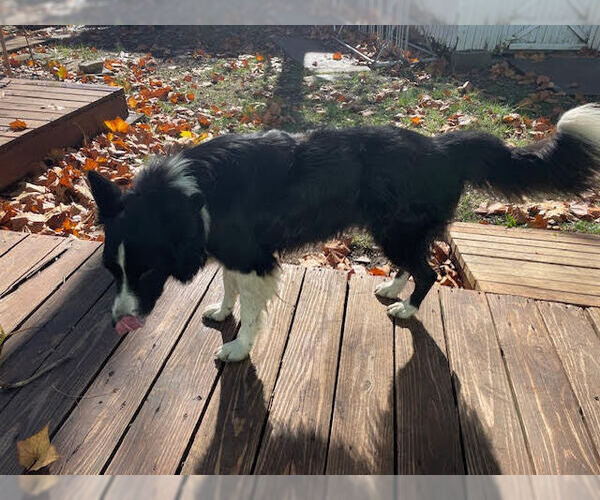 Medium Photo #3 Border Collie Puppy For Sale in Highland, IL, USA