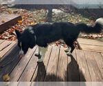 Small #2 Border Collie