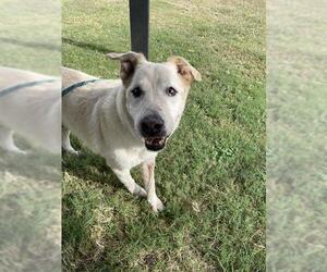 Labrador Retriever-Unknown Mix Dogs for adoption in Corpus Christi, TX, USA