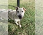 Small Labrador Retriever Mix