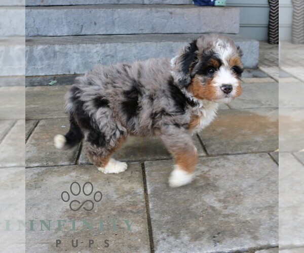Medium Photo #4 Bernedoodle (Miniature) Puppy For Sale in NARVON, PA, USA