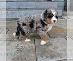 Small #3 Bernedoodle (Miniature)