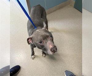 American Pit Bull Terrier Dogs for adoption in Newton, NC, USA