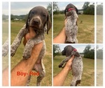 Puppy Male Red German Shorthaired Pointer