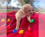 Small Photo #1 Golden Retriever Puppy For Sale in MOORESVILLE, NC, USA