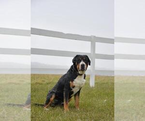 Father of the Greater Swiss Mountain Dog puppies born on 05/20/2025