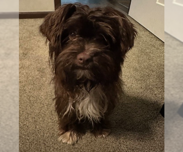 Medium Photo #6 Havanese-Unknown Mix Puppy For Sale in Brooklyn Center, MN, USA