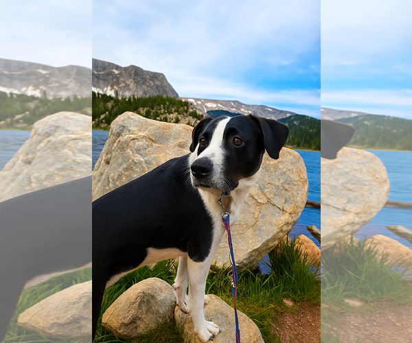 Medium Photo #2 American Pit Bull Terrier-Border Collie Mix Puppy For Sale in Laramie, WY, USA