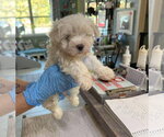 Bixie (NOT YET AVAILABLE) - Female Maltese Dog for Adoption - Small photo
