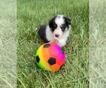 Puppy Chikorita Shetland Sheepdog