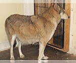 Small Photo #1 Wolf Hybrid Puppy For Sale in BECKLEY, WV, USA