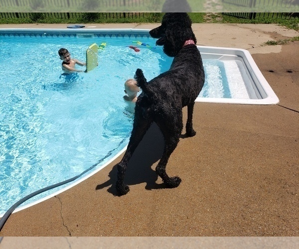 Medium Photo #20 Poodle (Standard) Puppy For Sale in DYERSBURG, TN, USA