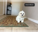Small #3 Shih-Poo