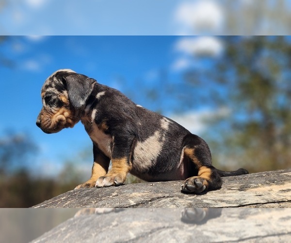 Medium Photo #11 Catahoula Leopard Dog Puppy For Sale in CUMBY, TX, USA