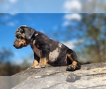Small #10 Catahoula Leopard Dog