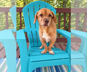 Mutt Dogs for adoption in Pacolet, SC, USA