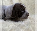 Small Photo #3 German Shorthaired Pointer Puppy For Sale in CALDWELL, ID, USA