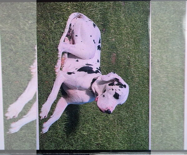 Medium Photo #2 Great Dane Puppy For Sale in Bullard, TX, USA