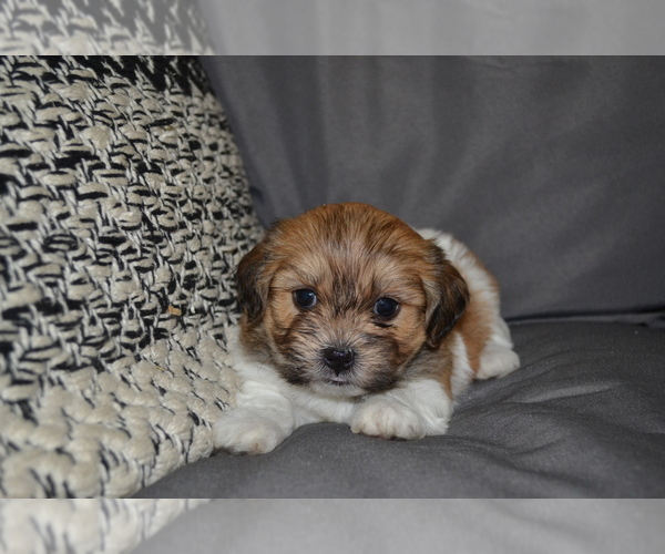 Medium Photo #2 Mal-Shi Puppy For Sale in GREENWOOD, WI, USA