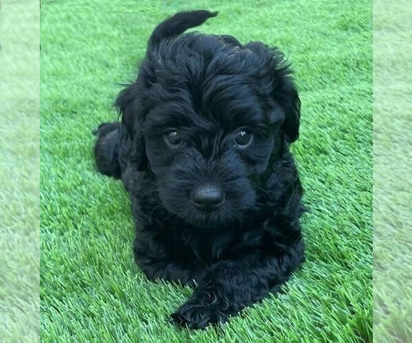 Medium Photo #1 Goldendoodle (Miniature) Puppy For Sale in EAGLE, ID, USA