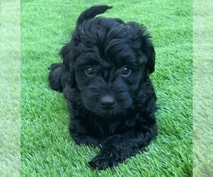 Goldendoodle (Miniature) Puppy for sale in EAGLE, ID, USA
