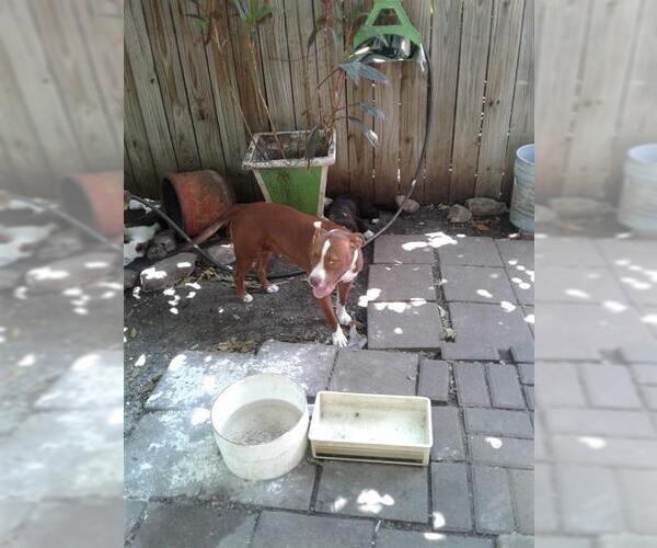 Medium Photo #1 American Staffordshire Terrier-Unknown Mix Puppy For Sale in San Antonio, TX, USA