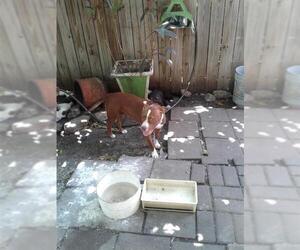 American Staffordshire Terrier-Unknown Mix Dogs for adoption in San Antonio, TX, USA