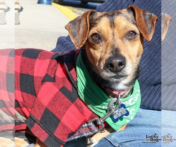 Medium Photo #1 Chiweenie Puppy For Sale in Washington, DC, USA