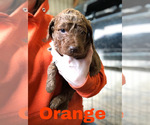 Small Photo #5 Goldendoodle Puppy For Sale in WAYLAND, IA, USA