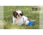 Small #23 Shih Tzu