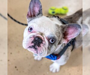 French Bulldog Dogs for adoption in Mundelein, IL, USA