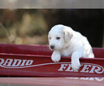 Small Photo #5 Pyredoodle Puppy For Sale in EATONTON, GA, USA