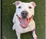 Small American Pit Bull Terrier Mix