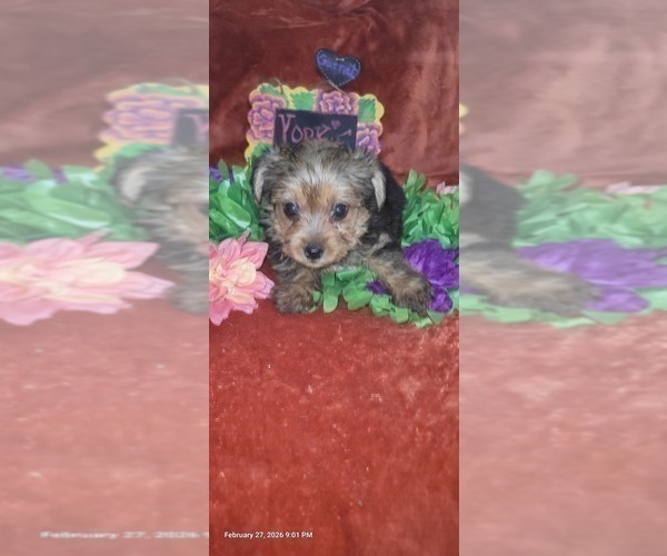 Medium Photo #27 Yorkshire Terrier Puppy For Sale in AKRON, OH, USA