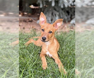 Mutt Dogs for adoption in Sandy, UT, USA