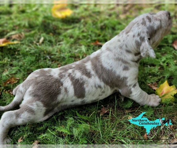Medium Photo #2 Catahoula Leopard Dog Puppy For Sale in MORAN, MI, USA