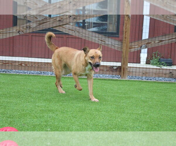 Medium Photo #4 Mutt Puppy For Sale in Chestertown, MD, USA