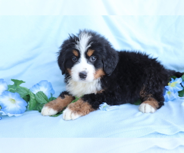 Medium Photo #4 Bernese Mountain Dog Puppy For Sale in SHILOH, OH, USA