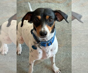 Poppy (VA) - Female Rat Terrier Dog for Adoption - Photo #3