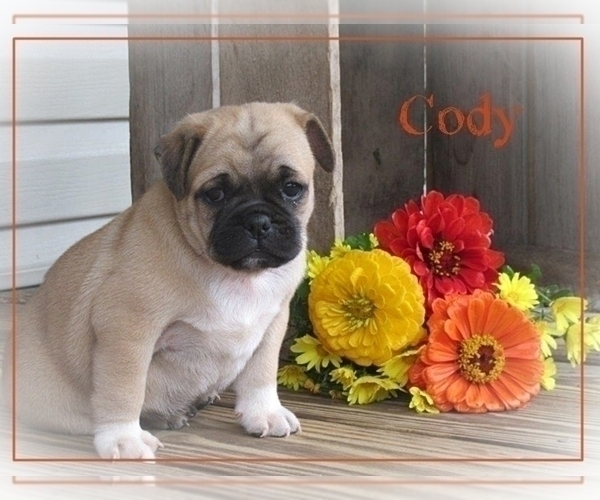 Medium Photo #2 Pug Puppy For Sale in VICTORIA, VA, USA