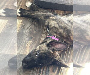 Holland Shepherd-Unknown Mix Dogs for adoption in Imlay City, MI, USA