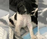 Small Photo #7 Poodle (Standard) Puppy For Sale in MONTESANO, WA, USA