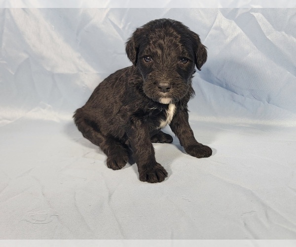 Medium Photo #36 Bernedoodle Puppy For Sale in BLACK FOREST, CO, USA