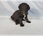 Small Photo #36 Bernedoodle Puppy For Sale in BLACK FOREST, CO, USA
