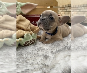 French Bulldog Puppy for sale in VICTORVILLE, CA, USA