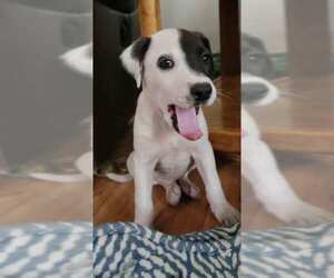 Phantom - Female Mutt Dog for Adoption - Photo #5