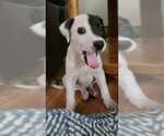 Small Photo #5 Mutt Puppy For Sale in Queen Creek, AZ, USA