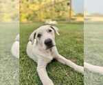 Small Great Pyrenees Mix