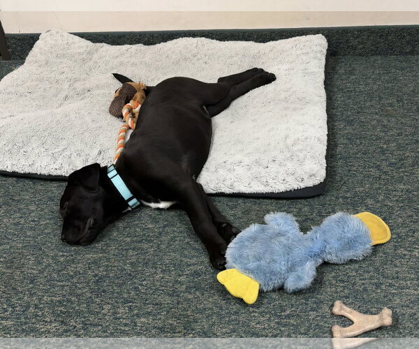 Medium Photo #3 Labrador Retriever-Unknown Mix Puppy For Sale in Thomasville, NC, USA