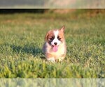 Small #9 Pembroke Welsh Corgi